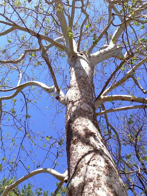 Tree Looking Up, Trees With White Bark, White Bark Trees, Father's Day Painting, Sycamore Tree, Perspective Drawing Lessons, 수채화 그림, Tree Illustration, Landscape Artwork