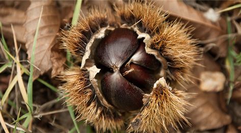 Chestnut Recipes, Spiced Vegetables, Wooden Container, Wooden Containers, Sweet Chestnut, Roasted Chestnuts, Mangrove Forest, Chestnut Trees, Veg Garden