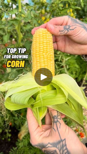 Vegtable Garden, Grow From Seed, Gardening Backyard, Growing Corn, Easy Plants To Grow, Veggie Patch, School Garden, Creative Gardening, Easy Plants