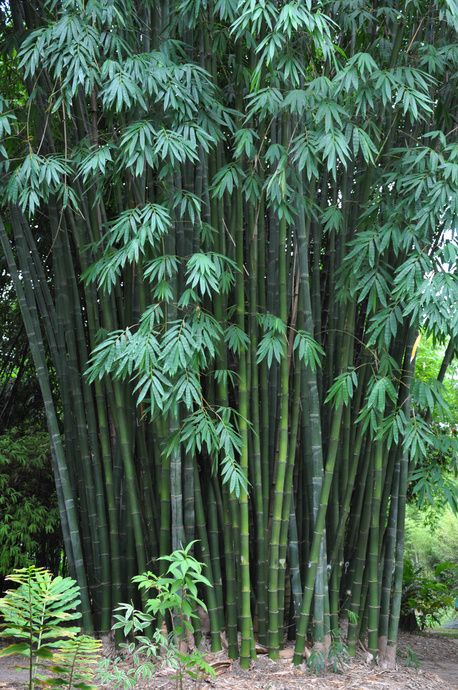 Giant Bamboo, Miniature Greenhouse, Clumping Bamboo, Bamboo Seeds, Bamboo Trees, Bamboo Art, Bamboo Garden, Bamboo Tree, Landscape Art Painting