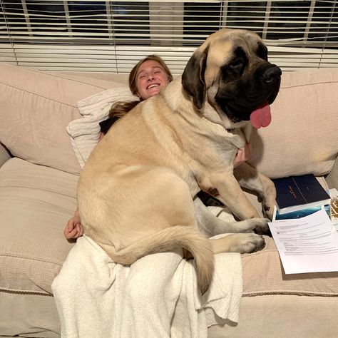 HE STILL CONSIDERS HIMSELF to BE ‘JUST a LAP DOG’! 11 MONTHS OLD … AND STILL GROWING STRONG ... BOTH of THEM (HIS BROTHER couldn't FIT in THE PICTURE ... OR on MY DAUGHTER's LAP)! Laying On Lap Reference, Laying On Lap, Growing Strong, English Mastiff, Lap Dogs, Cane Corso, Adorable Animals, Big Dogs, Large Dogs