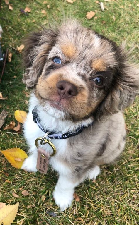 cocker spaniel x mini austrailian shepard Mini Cocker Spaniel, Daisy Mae, Dream Board, Cocker Spaniel, Spaniel, Baby Animals, Cute Dogs, Daisy