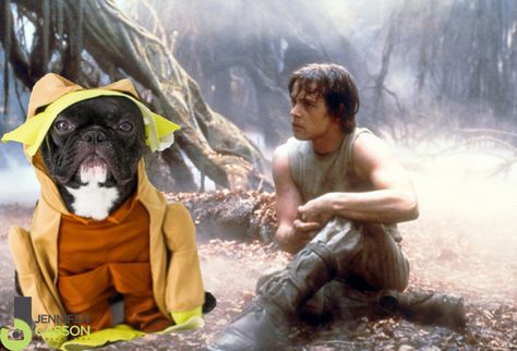 Happy Star Wars Premiere! Pierre the French Bulldog Dressed as All of the Star Wars Characters {You’re Welcome} Yoda And Luke, Jedi Grand Master, Yoda Quotes, Frank Oz, Jedi Training, Sabre Laser, Star Wars Character, Dark Vador, Master Yoda