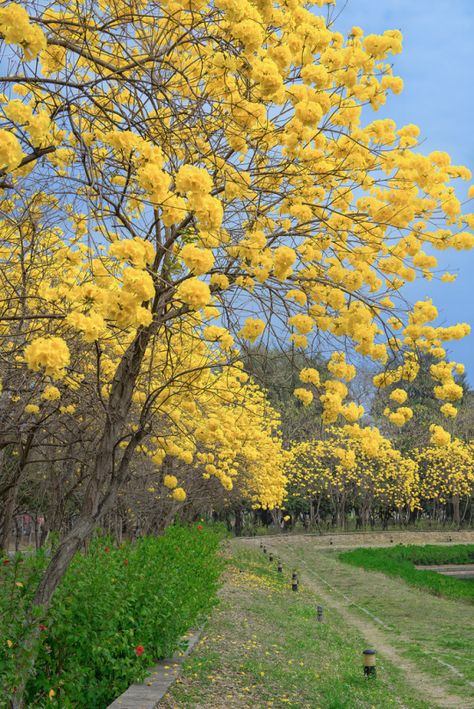 Nature in spring...❄ Spring Season Flowers, Panorama Alam, Mimosa Tree, Spring Scenery, Beautiful Trees, Nature Garden, Tree Forest, Garden Trees, Flowering Trees