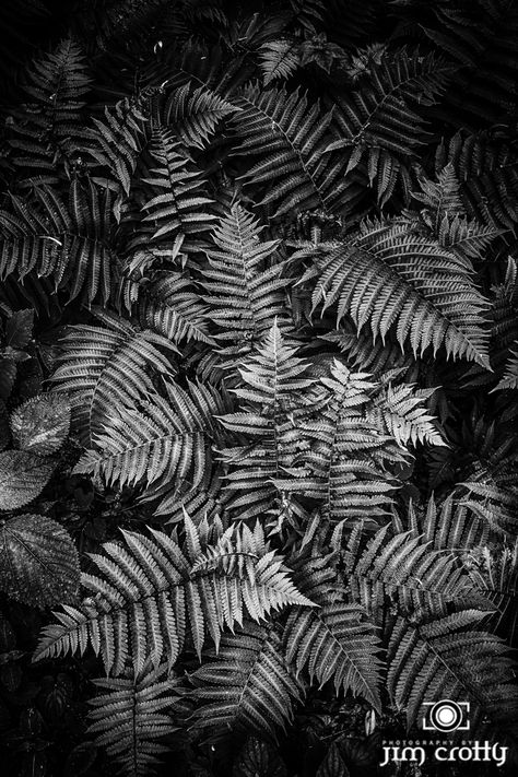 Fern Black And White, Black And White Nature Photography, Hocking Hills Ohio, Black And White Nature, Fern Tattoo, Hocking Hills, White Nature, Forest Floor, Nature Preserve