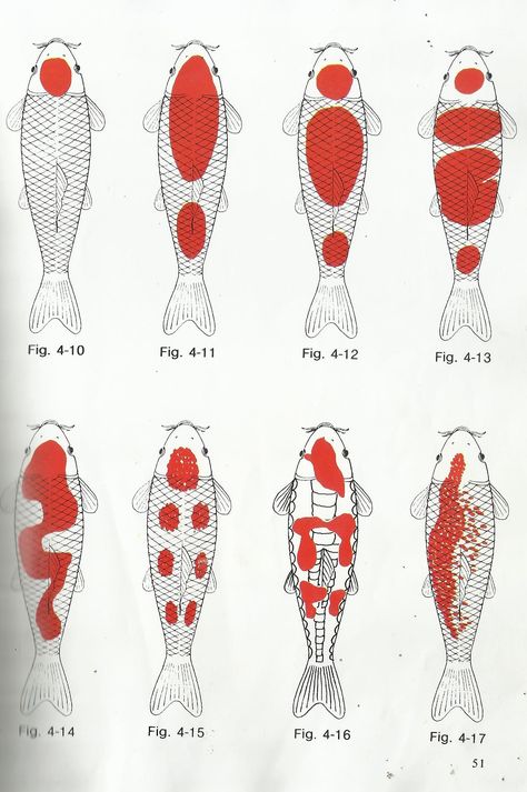 Kinds of kohaku diagram different types of kohaku Karp Koi, Koi Painting, Koi Fish Drawing, Koi Art, Koi Tattoo, Koi Fish Tattoo, Carpe Koi, Koi Fish Pond, Japanese Koi