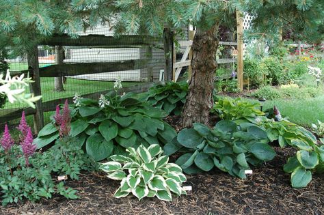 Hostas under pine tree. Garden Ideas Under Trees, Pine Garden, Plants Under Trees, Landscaping Around Trees, Landscaping Trees, Hosta Gardens, Cedar Trees, Evergreen Shrubs, Shade Plants