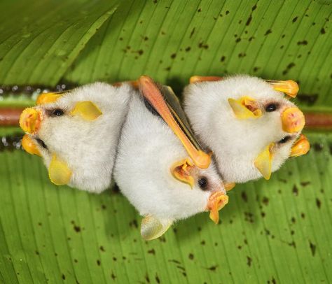 john crawley on Instagram: “Honduran white bats, also know as Caribbean white tent-making bats huddle together under a large leaf. They are about the size of a cotton…” Bat Hybrid, Honduran Bat, Honduran White Bat, Pokemon Song, Bats Cute, Cute Animal Pfp, Book Planning, Pet Bat, White Bats