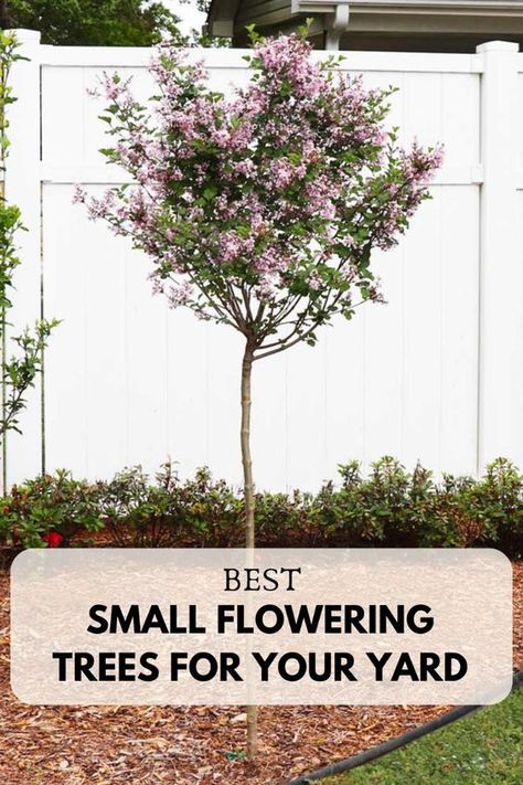 Discover the best small flowering trees that transform any yard into a picturesque retreat. These compact varieties offer vibrant blooms and manageable growth, making them perfect for adding color and charm to smaller landscapes or as elegant accents in larger spaces. Take a look at these beautiful trees now or save this pin for later to help you find the perfect small flowering tree for your needs! Small Front Yard Landscaping Flowers, Trees For Small Front Yards, Small Tree Landscaping Ideas, Best Shade Trees For Small Yards, Small Decorative Trees For Landscaping, Small Blooming Trees, Small Accent Trees, Pretty Trees For Front Yard, Small Tree For Flower Bed