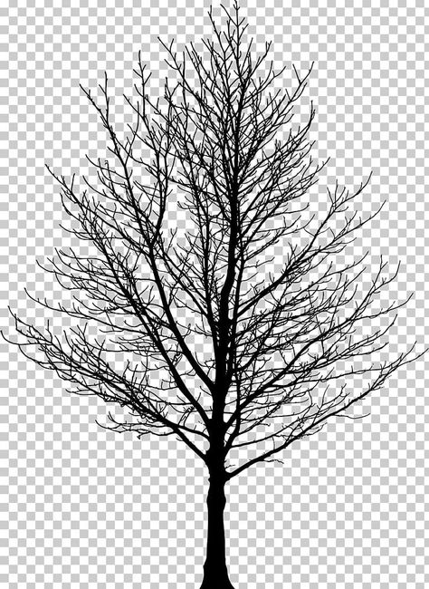 Tree Silloutes, Black And White Tree Drawing, Maple Drawing, Alphabet In Cursive, Maple Tree Tattoos, Tree Black And White, Forest Drawing, Tree Textures, Dark Tree