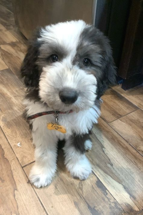 Old Sheep Dog, Old English Sheep Dog Puppy, Old English Sheep Dog, English Sheep Dog, Sheep Dog Puppy, Sheep Dog, Dog Haircuts, Old English Sheepdog, Sweet Dogs