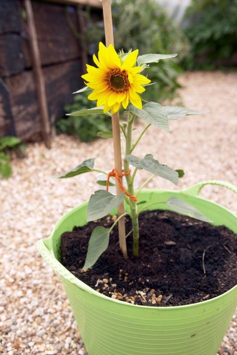 This guide is about growing sunflowers in containers. Sunflowers are a wonderful addition to any garden space for their beautiful colors and visiting birds. Gardening Supplies, Sunflowers In Containers, Growing Sunflowers, Planting Sunflowers, Garden Walkway, Sunflower Garden, Unique Gardens, All About Plants, Annual Plants