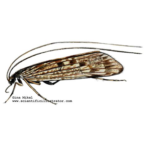 This is an adult caddis fly. There are not a lot of caddis flies on Pinterest. Maybe that will change when I get through with this. Image courtesy of: http://www.scientificillustrator.com/illustration/insect/caddisfly.html Thesis Presentation, Caddis Fly, Fly Drawing, Caddis Flies, Flying Tattoo, Bees And Wasps, Preschool Activities, Biology, Bugs