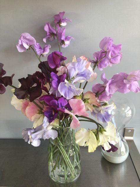 Sweet Peas, Sweet Pea Floral Arrangement, Sweet Pea Flowers Aesthetic, Sweet Pea Flowers Wallpaper, Bouquet With Sweet Peas, Pink Sweet Pea Bouquet, Sweet Pea Bouquet, Magenta Flowers, Sweet Pea Flowers