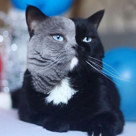 Cat With Split-Colored Face Becomes A Father To Kittens In Each Of His Colors Two Faced Cat, Cute Cat Names, Cat Breeder, Tiny Kitten, Cat Stories, Cat Family, British Shorthair, Bengal Cat, Cat Names