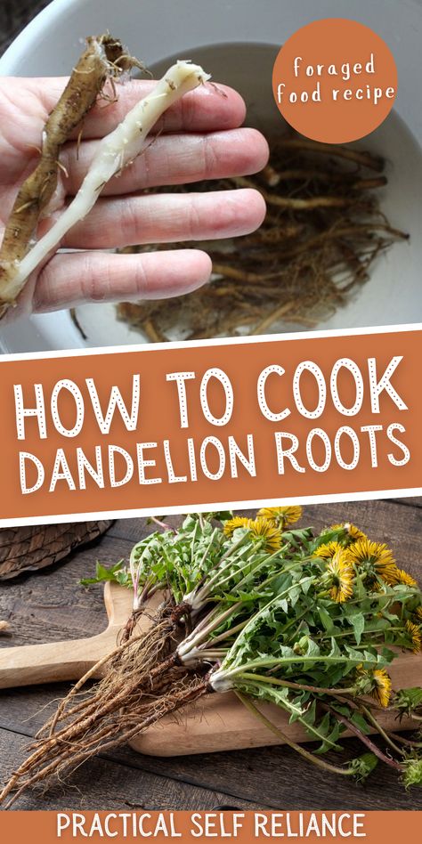 How to Cook Dandelion Roots - Cooking dandelion roots is easy with this foraged food recipe. Learn about foraging in the fall for dandelion roots when they're at their most medicinal Dandelion roots have many health benefits and taste delicious in many foraged food recipes. Food Foraging, Wild Foraging, Wild Food Foraging, Foraging Recipes, Edible Wild Plants, Foraged Food, Herbal Recipes, Herbal Tinctures, Dandelion Root