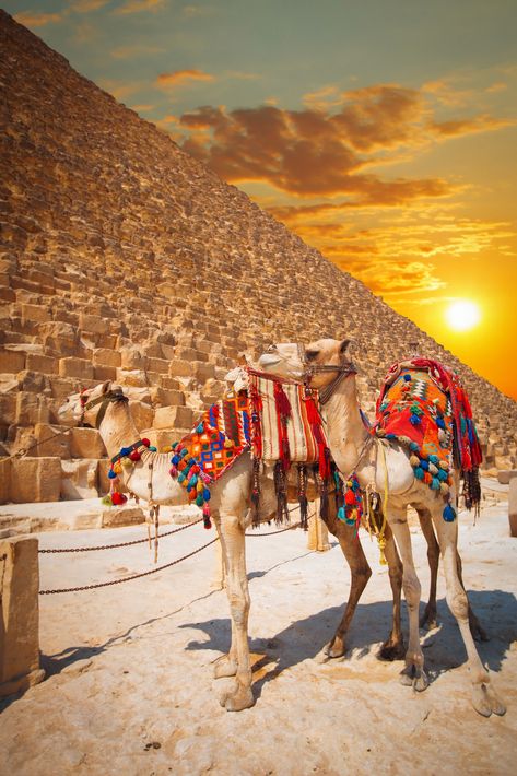 7 Days Christmas Week Holiday in Egypt - Trips In Egypt Egypt Resorts, Egypt Culture, Egypt Fashion, Christmas Week, Egypt Tours, Cheap Holiday, Visit Egypt, Enjoy Your Vacation, Egypt Travel