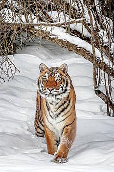 Amur Tiger, Regnul Animal, Cat Species, Tiger Pictures, Exotic Cats, Tiger Tiger, Siberian Tiger, Cute Tigers, Majestic Animals