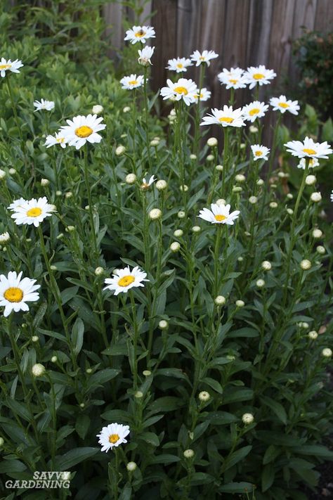 Shasta daisies are low-maintenance perennials that are both beautiful and pollinator-friendly. Discover the best varieties and tips for their care. #gardening #perennials Shasta Daisy, Deer Resistant Perennials, Long Blooming Perennials, Shasta Daisies, Sunflowers And Daisies, Cut Flower Garden, Moon Garden, Low Maintenance Garden, White Daisies