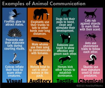 Are you wondering how animals communicate? Check out this article and learn how animals communicate and more. Planets Activities, Animal Facts For Kids, Animals Planet, Communication Activities, Animal Communication, Group Of Dogs, Animal Study, Animal Science, Facts For Kids