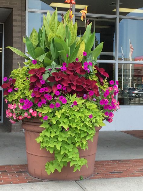 This is a really big pot, but this could be done on a smaller scale to enjoy tropicals in a cooler climate. Front Porch Flowers, Summer Planter, Tanaman Pot, Porch Flowers, Container Garden Design, Container Gardening Flowers, Flower Pots Outdoor, Pot Ideas, Patio Plants