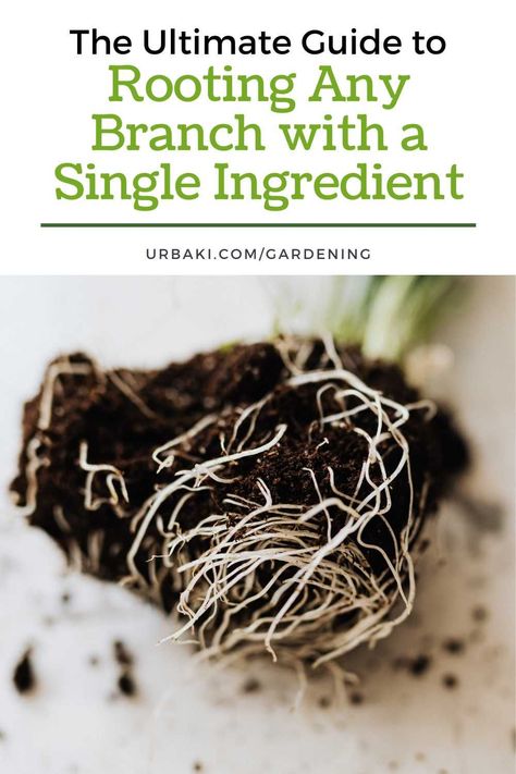 Are you interested in expanding your plant collection through propagation? Look no further! In this article, we will discuss a remarkable technique that allows you to root any branch effortlessly using just one ingredient. Whether you have lemon, orange, bougainvillea, or orchid branches, this method is applicable to all plant species. Read on to discover the incredible results achieved by this simple but effective process. Have you ever wondered how to promote root growth in plant cuttings... Root Growth Plants, Propagate Tree Branches, How To Grow A Tree From A Branch, Orange Bougainvillea, Utah Gardening, Rooting Plants, Farming Tips, Growing Vegetables In Pots, Berry Garden