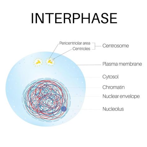 Interphase Cell Cycle, Interphase Mitosis, G1 Phase, The Cell Cycle, Plasma Membrane, Cell Cycle, Plant Cell, Plant Drawing, Sketches Easy