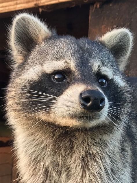 Racoon Reference, Racoon Fursona, Raccoon Reference, Raccoon Fursona, Trash Pandas, Raccoon Art, Pet Raccoon, Cute Raccoon, Trash Panda