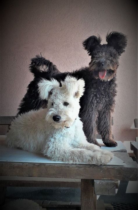 Swag Animals, Pumi Dog, Scottie Puppies, Akc Breeds, Disabled Dog, Shepherd Dog Breeds, Herding Dogs, Felt Dogs, Dog Photography