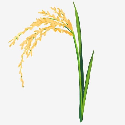 rice,yellow,rice,rice clipart Rice Crop Drawing, Rice Plant Illustration, Rice Png, Rice Illustration, Rice Crop, Rice Plant, Rice Flower, Rice Paddy, Yellow Rice