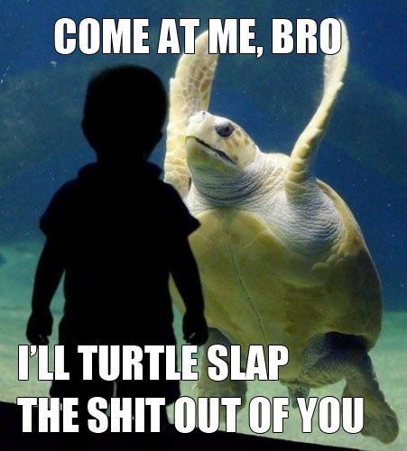 Sea life sass!    imgur.com Friday Funny Pictures, 9gag Funny, Friday Humor, A Turtle, Memes Humor, Funny Animal Memes, Animal Jokes, E Card, Funny Animal Pictures