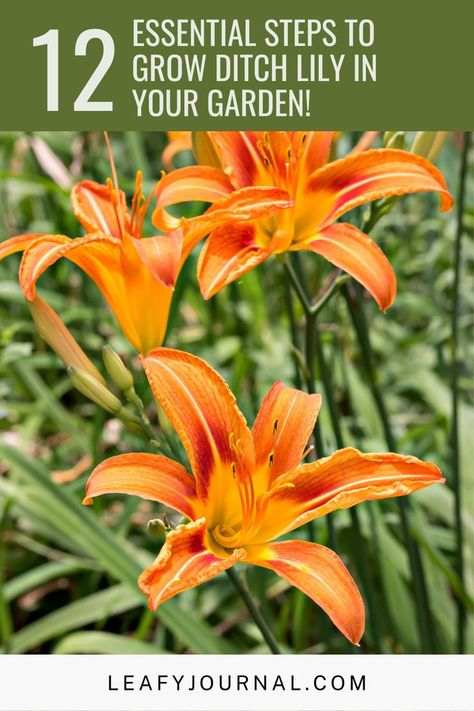 Lilly Garden, Lily Garden, Day Lilies, Plant Hacks, Hardy Perennials, Daylilies, Lily Flower, Growing Plants, Patio Garden