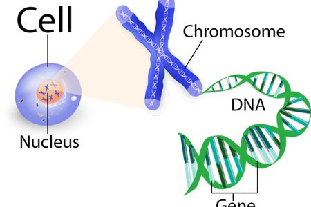 Bullet Journal Titles, Plant Cell, Younger Looking Skin, Transparent Png, Png Image, Science And Technology, Biology, Your Skin, Png Images