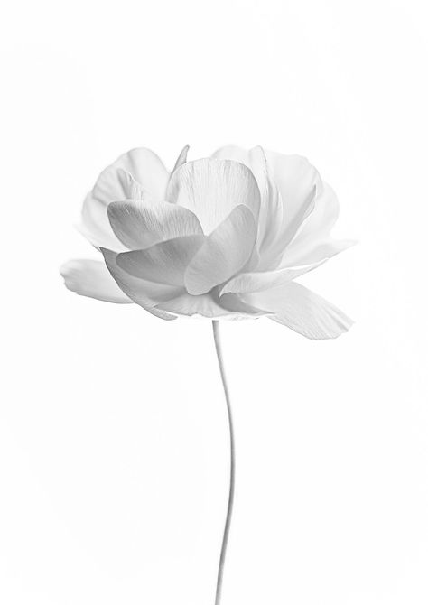 Purity Aesthetic, Paper White Flowers, Ethereal Flowers, Shadow Flower, Minimal Logo Design Inspiration, Diy Eid Gifts, Ranunculus Flower, Shadows And Light, Flower Simple