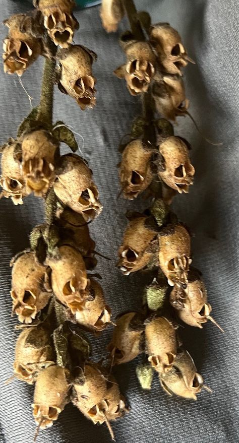 Skull heads for Halloween. Dried Snapdragon seed pods. Snapdragon Seed Pods, Dried Seed Heads, Skeleton Flower Aesthetic, Snap Dragon Floral Arrangement, Dried Snapdragons, Rotting Flowers, Gothic Flower Arrangements, Snapdragon Skull, Dried Flowers Ideas Decor