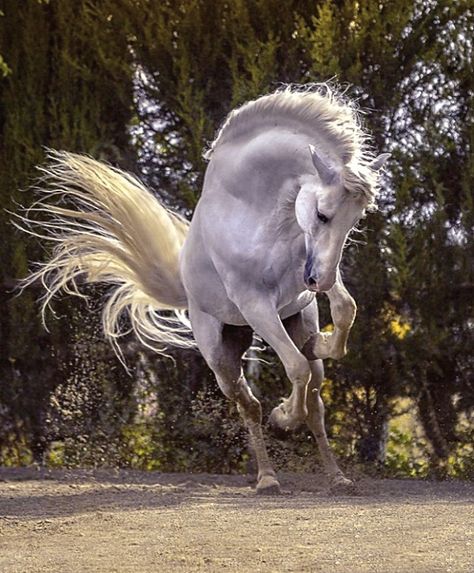 Carthusian Pura Raza Española stallion, Argentino XXV. photo: Ignacio Alvar-Thomas. Cai Sălbatici, Rasy Koni, Equine Portraits, 강아지 그림, Andalusian Horse, Most Beautiful Horses, Majestic Horse, White Horses, Horse Photos