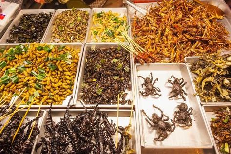 The idea may be hard to swallow, but crickets and mealworms will likely be part of our sustainable food future Bug Food, Edible Insects, Outdoor Survival Kit, Survival Techniques, Traditional Dance, Sustainable Food, Edible Plants, Bugs And Insects, Outdoor Survival