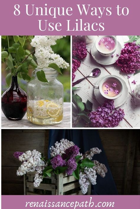 8 Unique Ways to Use Lilacs. Lilac tea, lilac tincture, lilac oil. Lilac Recipes, Lilac Perfume, Common Lilac, Lilac Plant, Edible Flowers Recipes, Syringa Vulgaris, Lilac Bushes, Tone Skin, Make Tea