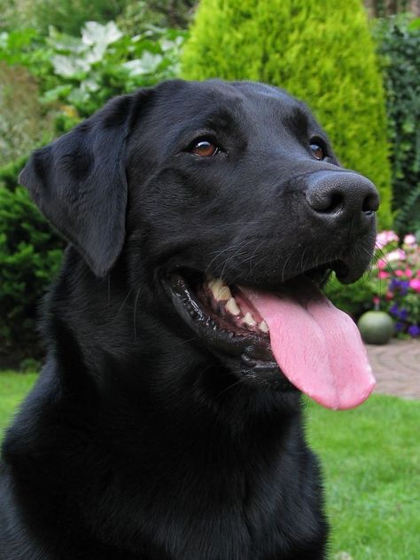 Labrador Retriever Quotes, Labrador Retriever Facts, Labrador Retriever Funny, Labrador Retriever Training, Labrador Noir, Black Labs Dogs, Black Labrador Dog, Yellow Labrador Retriever, Black Labrador Retriever