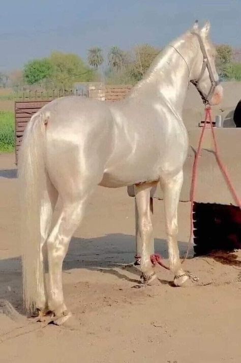 Ahal Teke, Akhal Teke Horses, Rare Horses, Akhal Teke, Most Beautiful Horses, Majestic Horse, Pretty Animals, Majestic Animals, Cute Horses