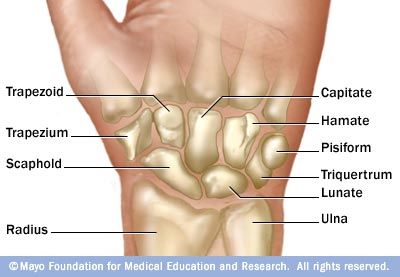 Bony Landmarks of the Hand: Carpal Bones  Repinned by  SOS Inc. Resources  http://pinterest.com/sostherapy. Anatomy Of The Hand, Bony Landmarks, Carpal Bones, Hand Bones, Anatomy Medical, Anatomy Bones, Medical Student Study, Human Body Anatomy, Nursing School Studying