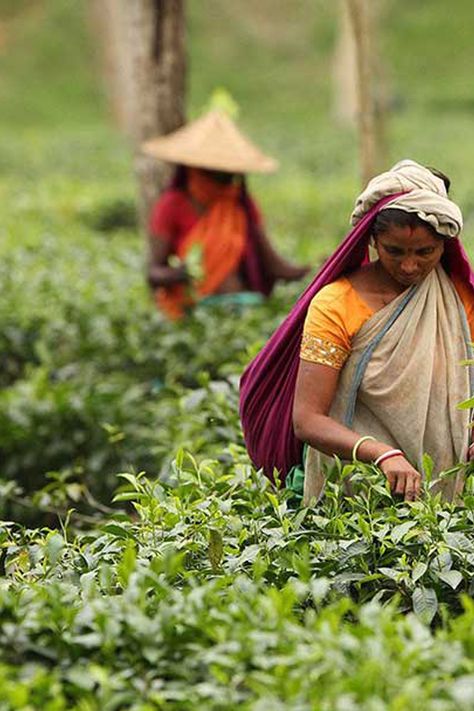 Luskerpore Tea Garden | Duncan Brothers | Tea Garden in Sylhet | Sylhet Tour Sylhet Tea Garden, Tea Garden Painting, Organic Tea Brands, Tea Field, Tea Branding, Autumn Core, Canvas Art Painting Abstract, Tea Farm, Indian Tea