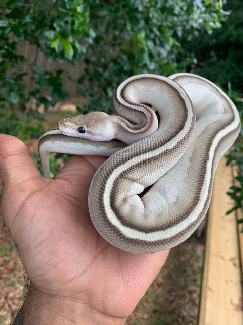 Grey Ball Python, Royal Python, Ball Python Videos, Lesser Ball Python, Ball Python Enclosure Ideas, Ball Python Morphs Chart, Super Black Pastel Ball Python, Mystic Potion Ball Python, Ball Python Albino