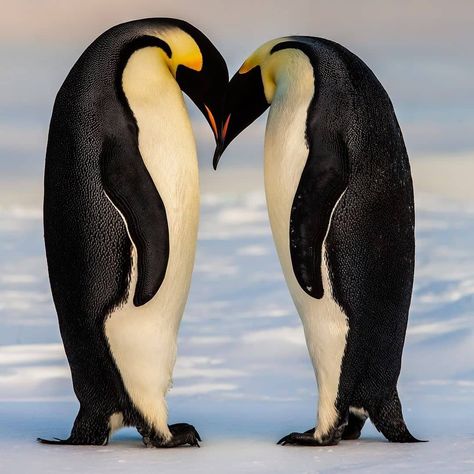 Emporer Penguin, Emperor Penguins, Safari Vacation, Emperor Penguin, Lean On, Love Deeply, Together We Can, Printables Kids, The Ice