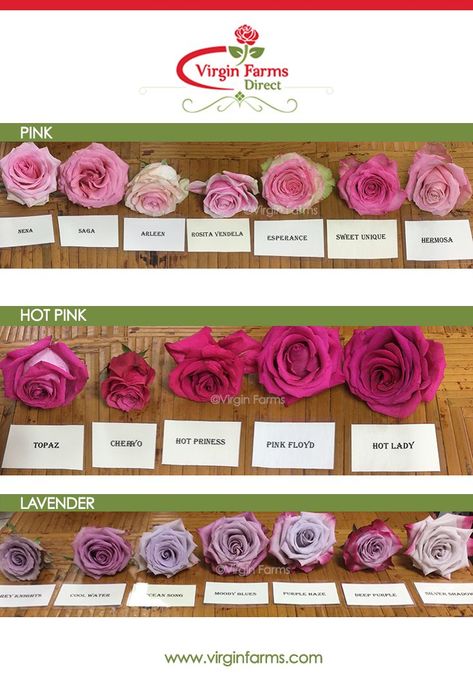 Rose Variety Comparison Chart: Pink, Hot Pink & Lavender Pink Flower Names, Rose Color Meanings, Flower Variety, Ecuadorian Roses, Flower Chart, Flower Types, Rose Tree, Rose Fushia, Coral Roses