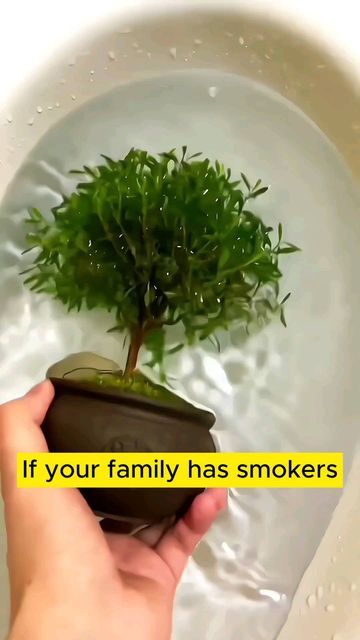 Home Gardening on Instagram: "Air filtering plants #garden #gardening #plants #planting #planthacks #gardenhacks #gardeningmakemehappy #gardeningtips #gardeningideas #gardeninspiration #gardenlove" Air Filtering Plants, Garden Hacks Diy, Planting Tips, Bloom Flowers, Watering Plants, Plant Care Houseplant, Indoor Vegetable Gardening, Vertical Gardening, Plant Hacks