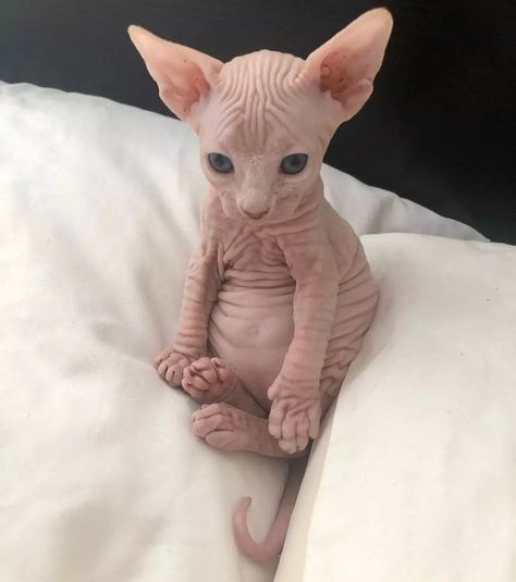 Devon Rex, Sphynx Kittens For Sale, Hairless Kitten, Bambino Cat, Cute Hairless Cat, Hairless Cat, Sphynx Cat, Cat Aesthetic, Funny Cute Cats