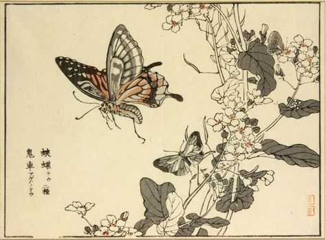 Traditional Tattoo Dragon, Japanese Butterfly, Insect Study, Vintage Tattoo Art, Vintage Tattoo Design, Tatoo Inspiration, Japanese Drawings, Japanese Art Prints, Butterfly Illustration