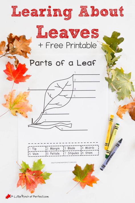 Learning About Leaves: Explore, Color, and Label Free Printable for Kids | A Little Pinch of Perfect Parts Of A Leaf, Leaves Template, Fall Science, Leaves Printable, Fall Lessons, Tree Study, Nature School, Fall Preschool, Labels Printables Free