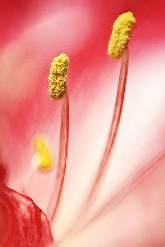 Stamens For Flowers, Dangerous Flowers, Flower Stamens, Drawing Help, Flower Stamen, Science Background, Macro Flower, Teaching Biology, Plant Science